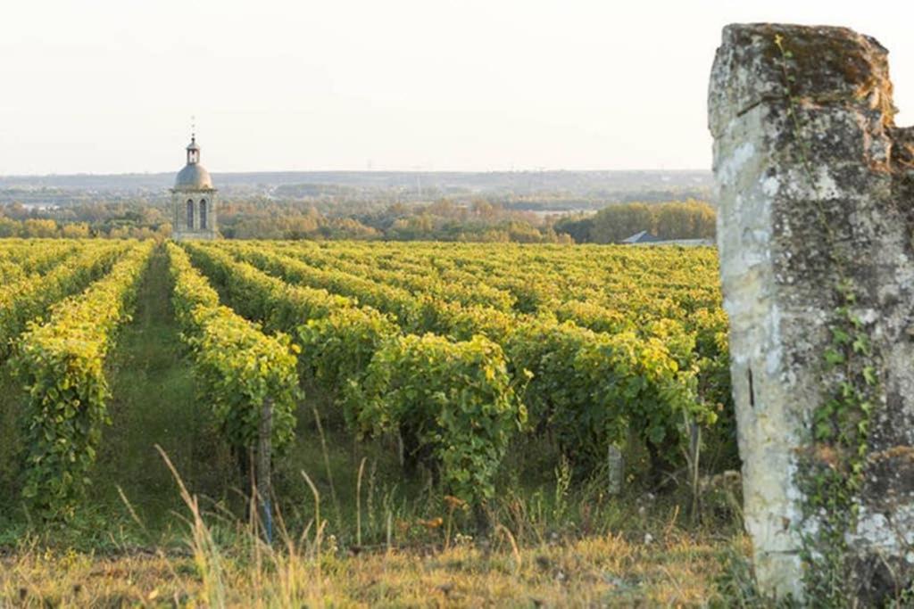 Studio Au Coeur Des Vignes Daire Montlouis-sur-Loire Dış mekan fotoğraf